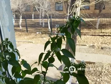3-комнатная квартира, этаж 1 из 5, 60 м²