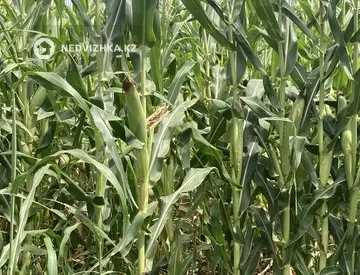 Участок 8.0 соток