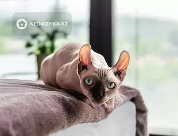 147 м², 5-комнатная квартира, этаж 3 из 3, 147 м², изображение - 63