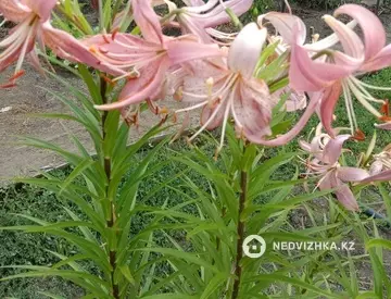 30 м², 3-комнатная дача, 12.5 соток, 30 м², изображение - 12