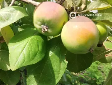 4-комнатный дом, 6 соток, 65 м²