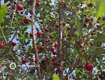 4-комнатный дом, 15 соток, 150 м²