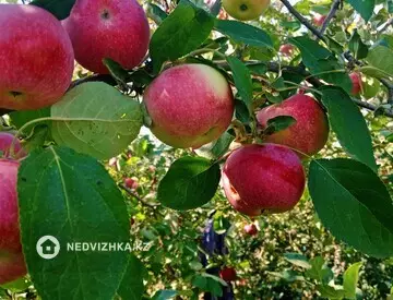 Участок 8.0 соток