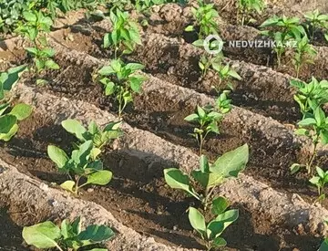 5-комнатная часть дома, 10 соток, 80 м²