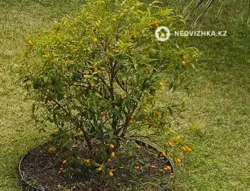 2-комнатная квартира, этаж 1 из 3, 55 м²