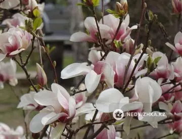 3-комнатный дом, 30 соток, 85 м²