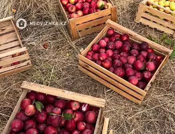 Участок 33.5 га