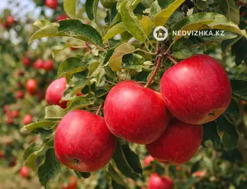 Участок 33.5 га